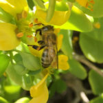 南アフリカに生息するミツバチたち